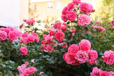 Beautiful blooming rose bush outdoors on sunny day