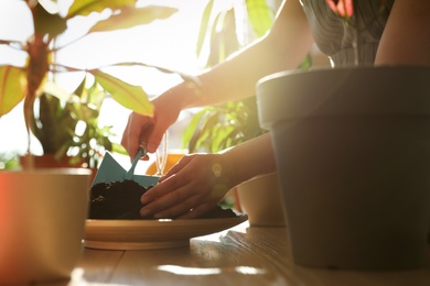 Photo of Woman taking care of home plants indoors, closeup