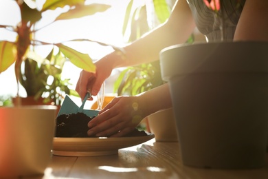 Woman taking care of home plants indoors, closeup