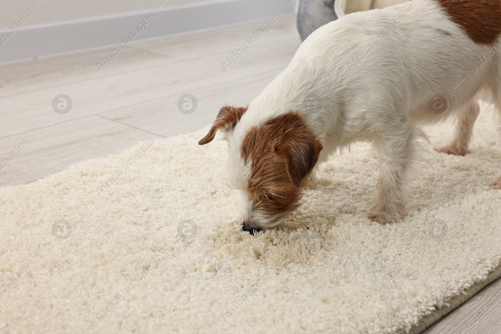 Photo of Cute dog near wet spot on rug indoors. Space for text