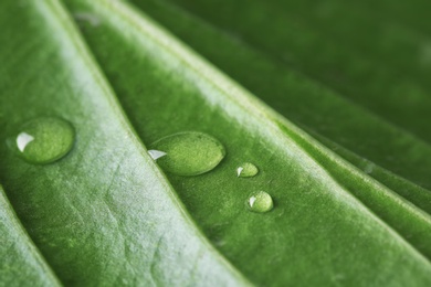 Photo of Macro view of water drops on green leaf