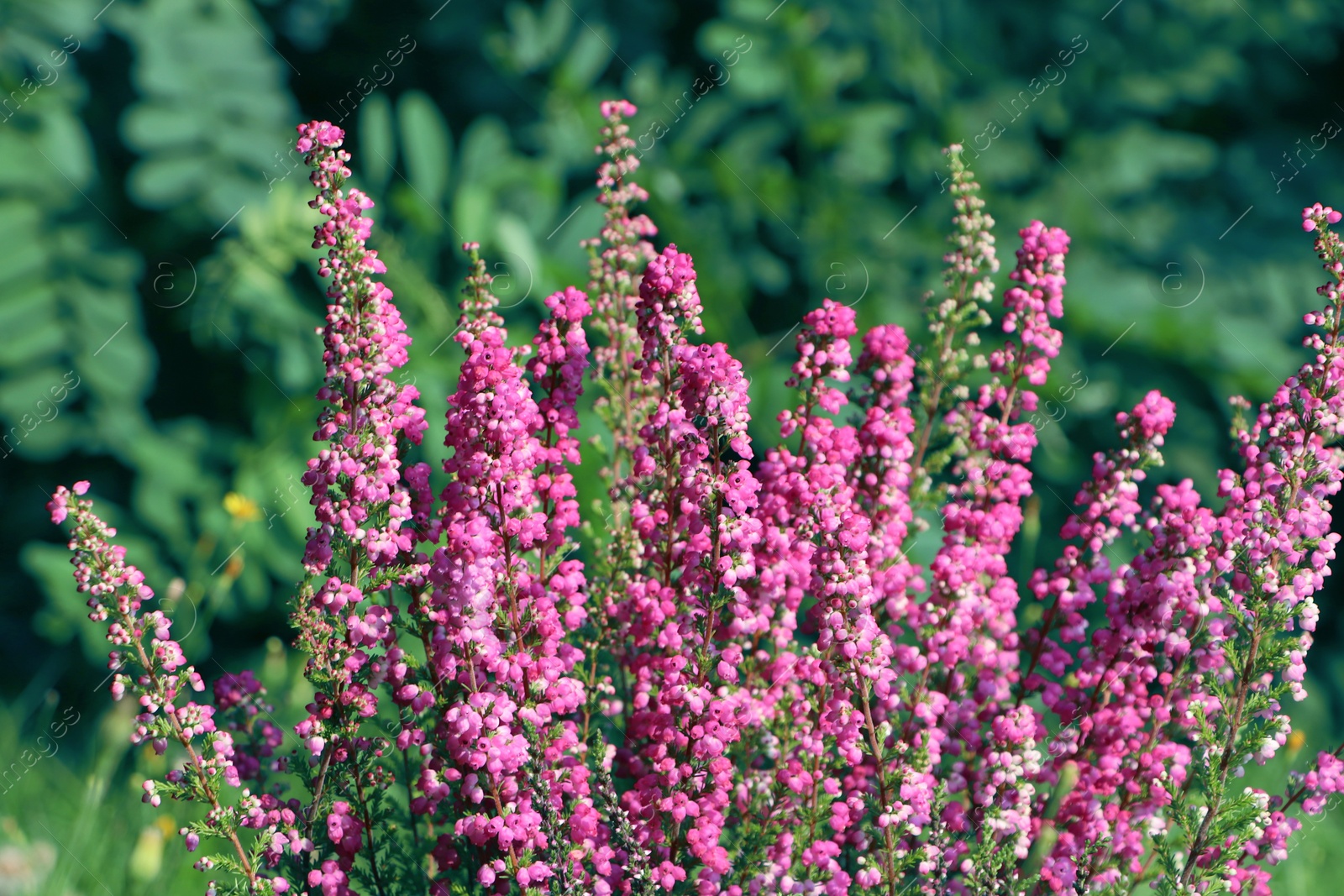 Photo of Heather shrub with beautiful blooming flowers outdoors on sunny day, closeup