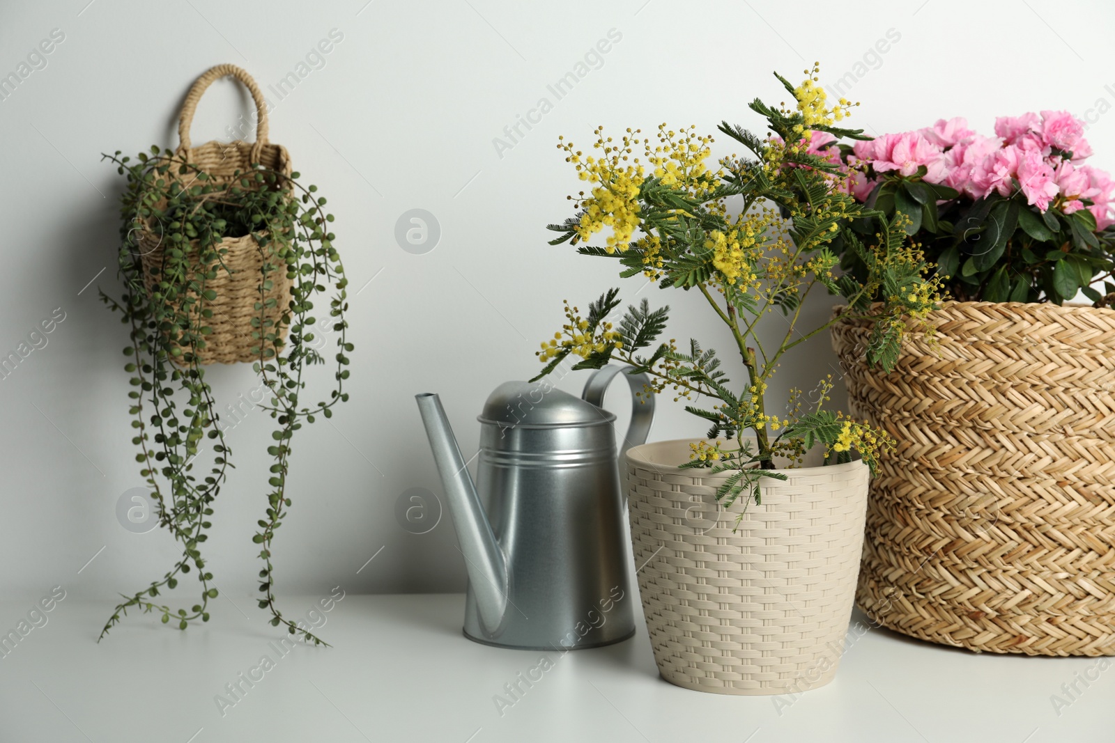 Photo of Composition with beautiful mimosa plant in pot on light grey table