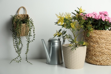 Composition with beautiful mimosa plant in pot on light grey table