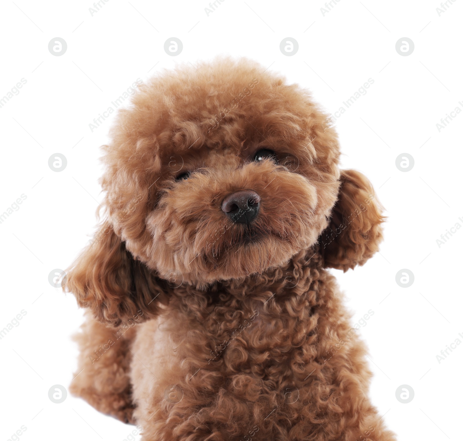 Photo of Cute Maltipoo dog on white background. Lovely pet