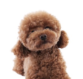 Cute Maltipoo dog on white background. Lovely pet