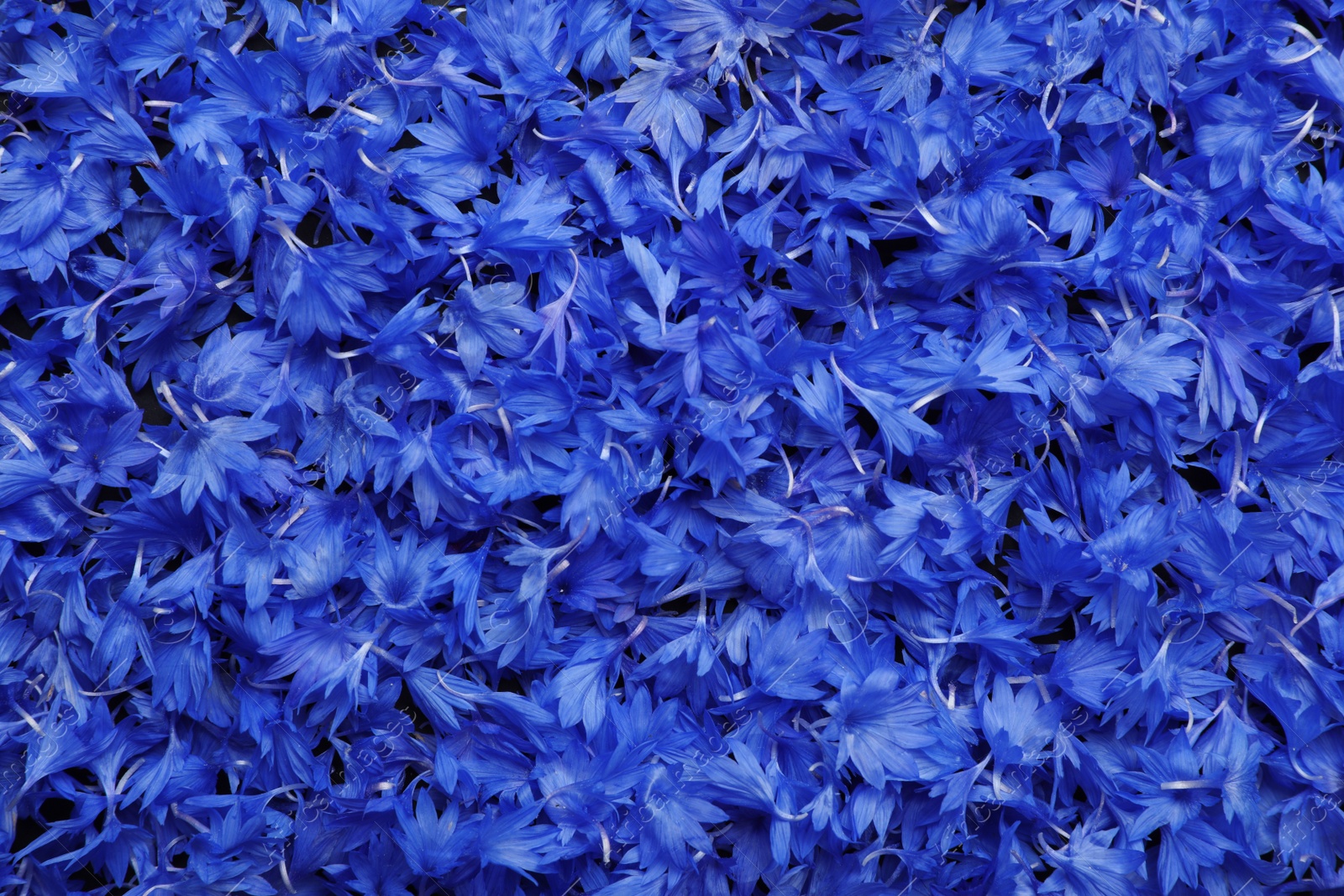 Photo of Beautiful blue cornflowers petals as background, top view