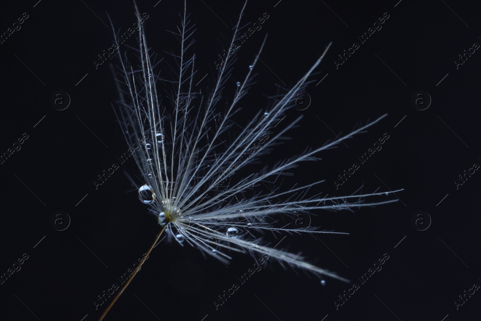 Photo of Seeds of dandelion flower with water drops on black background, macro photo