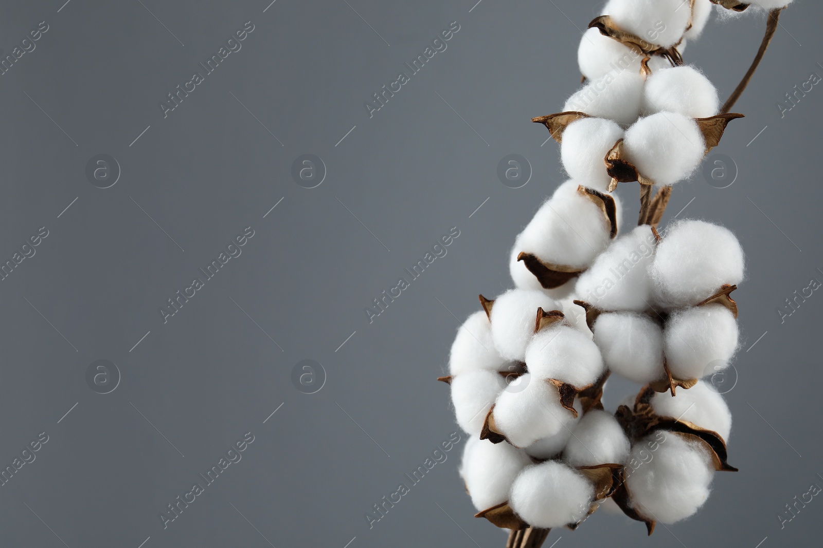 Photo of Beautiful cotton branch with fluffy flowers on grey background, space for text