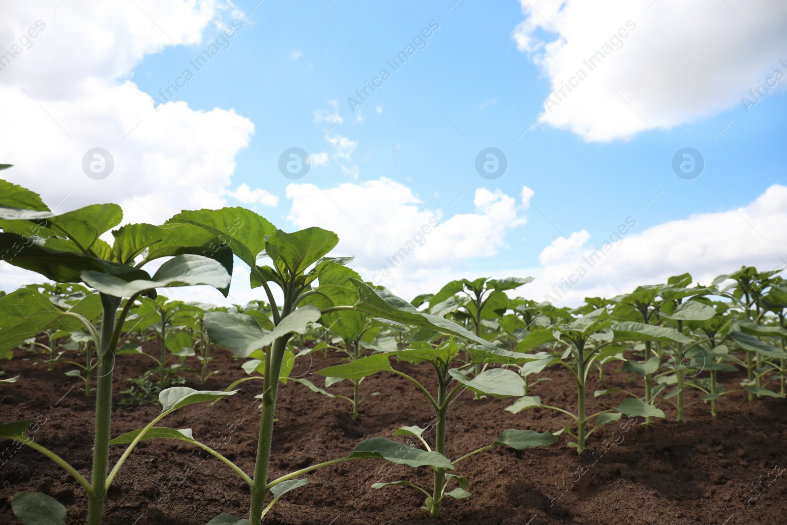 Photo of Agricultural field with young sunflower plants on sunny day