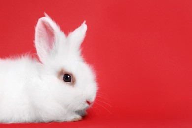 Photo of Fluffy white rabbit on red background, space for text. Cute pet
