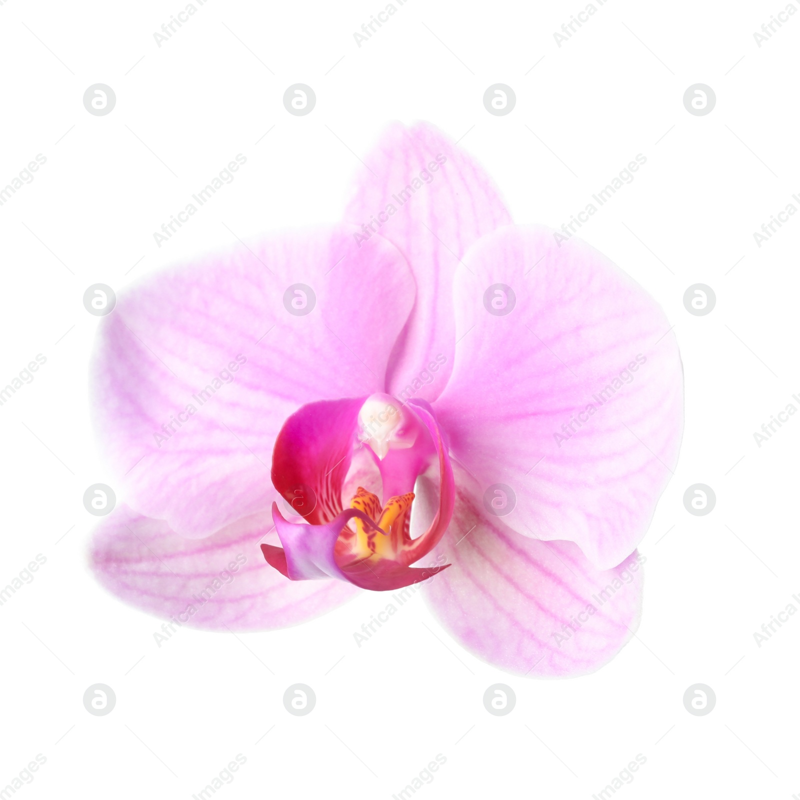 Photo of Flower of beautiful pink Phalaenopsis orchid isolated on white