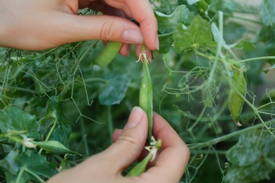 Photo of Woman picking fresh green pea pods outdoors, closeup