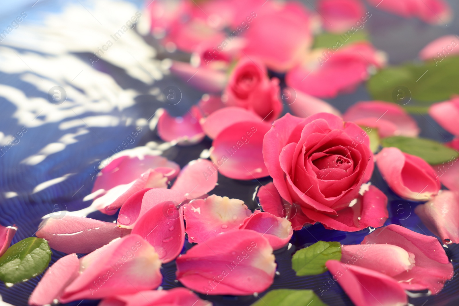 Photo of Pink rose and petals in water, closeup