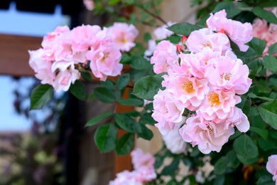 Photo of Beautiful blooming rose bush with pink flowers outdoors