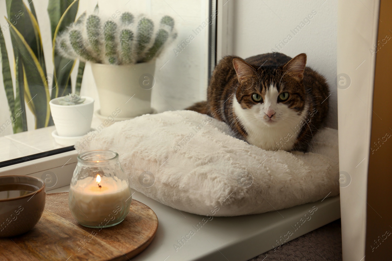 Photo of Cute cat, cup of hot drink and burning candle on window sill at home. Adorable pet