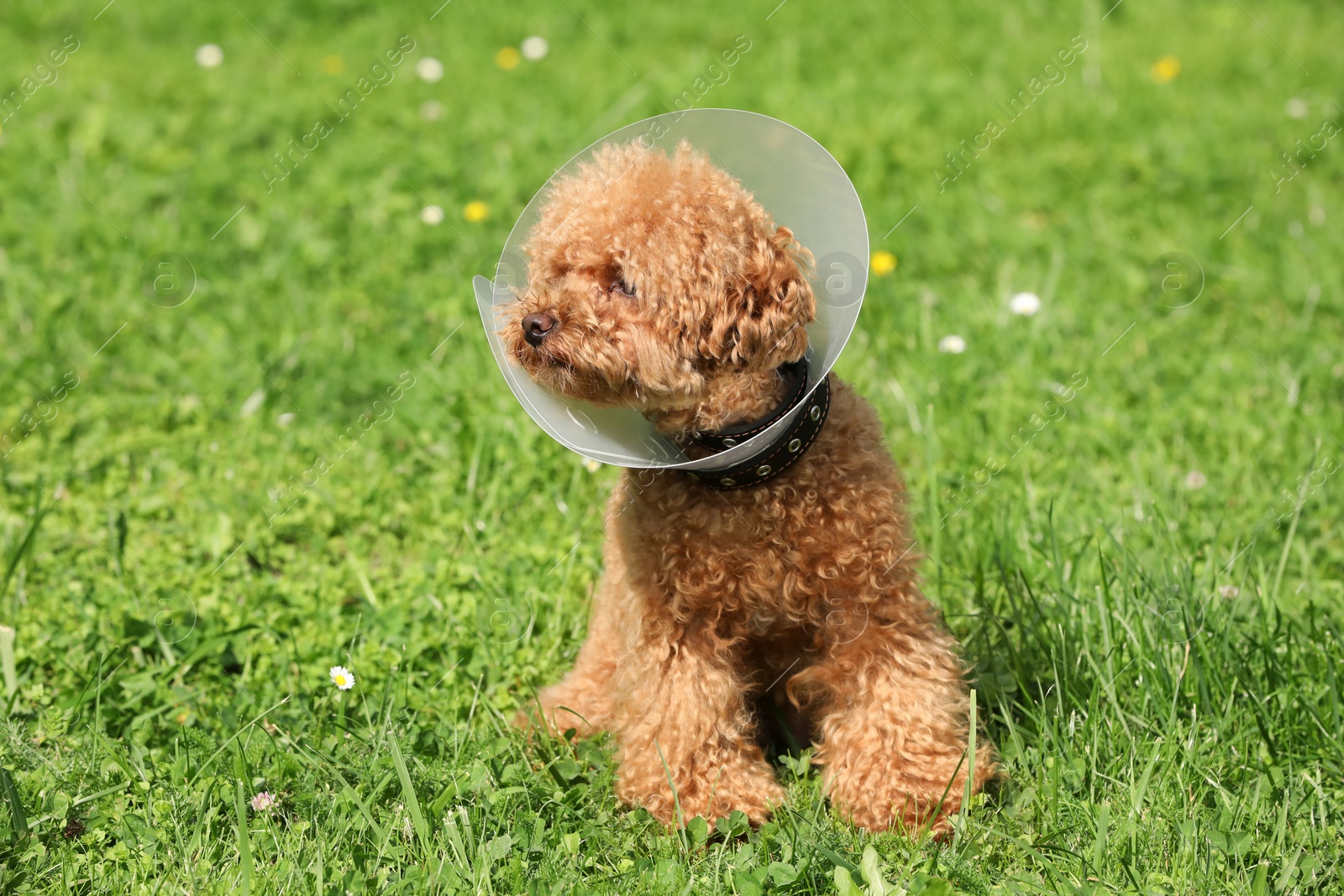 Photo of Cute Maltipoo dog with Elizabethan collar on green grass outdoors