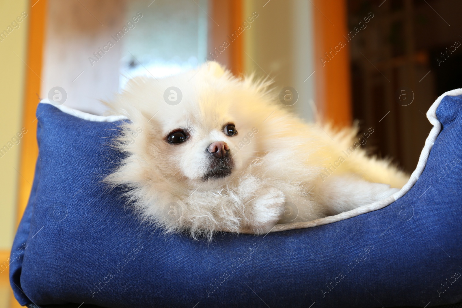 Photo of Cute fluffy Pomeranian dog in pet bed indoors