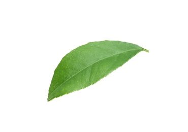 Photo of Fresh green citrus leaf on white background