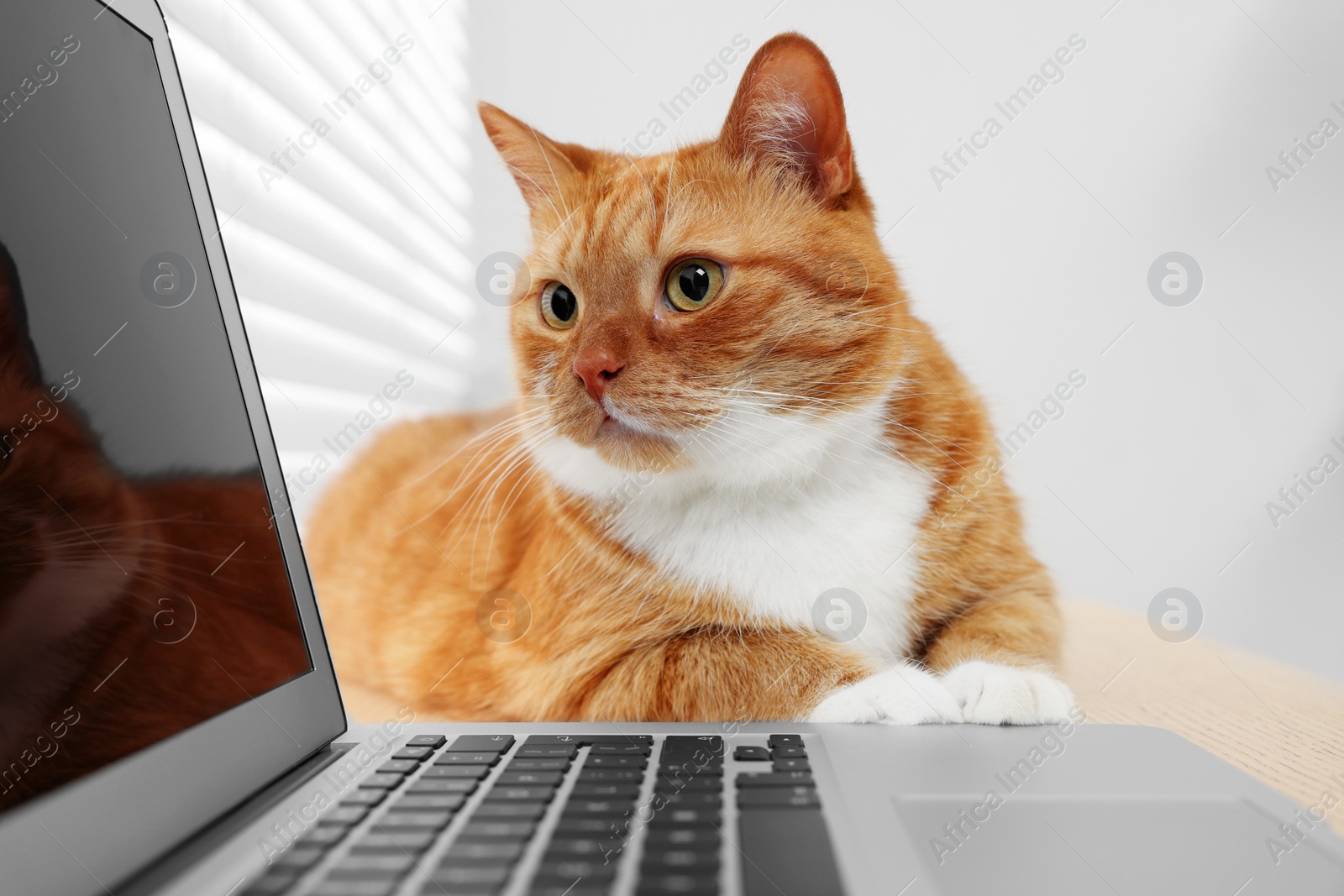 Photo of Cute cat lying on wooden desk near laptop at home