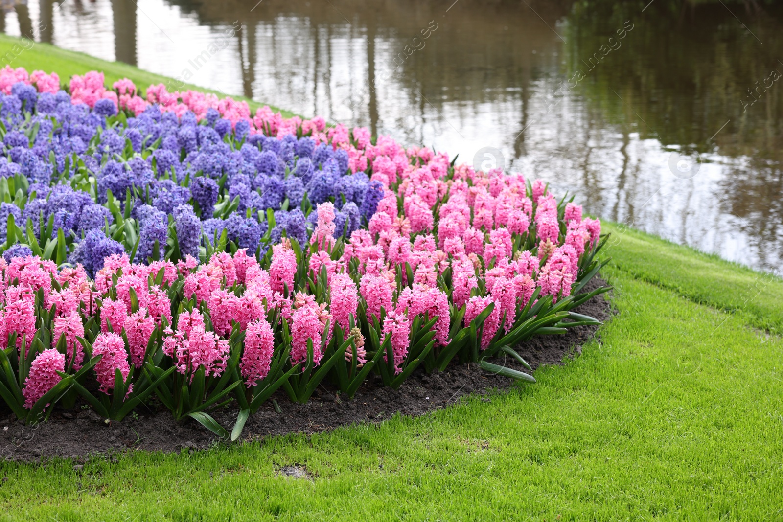 Photo of Beautiful pink and blue hyacinth flowers growing near river in park