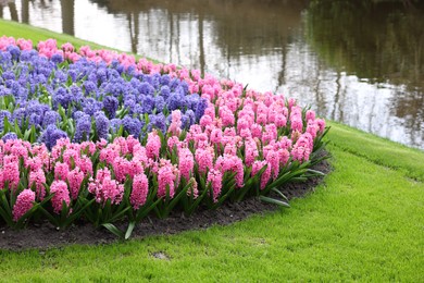 Photo of Beautiful pink and blue hyacinth flowers growing near river in park