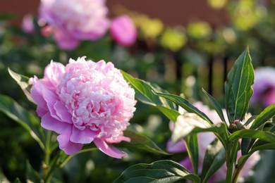 Photo of Beautiful pink peony flower on sunny day outdoors, closeup