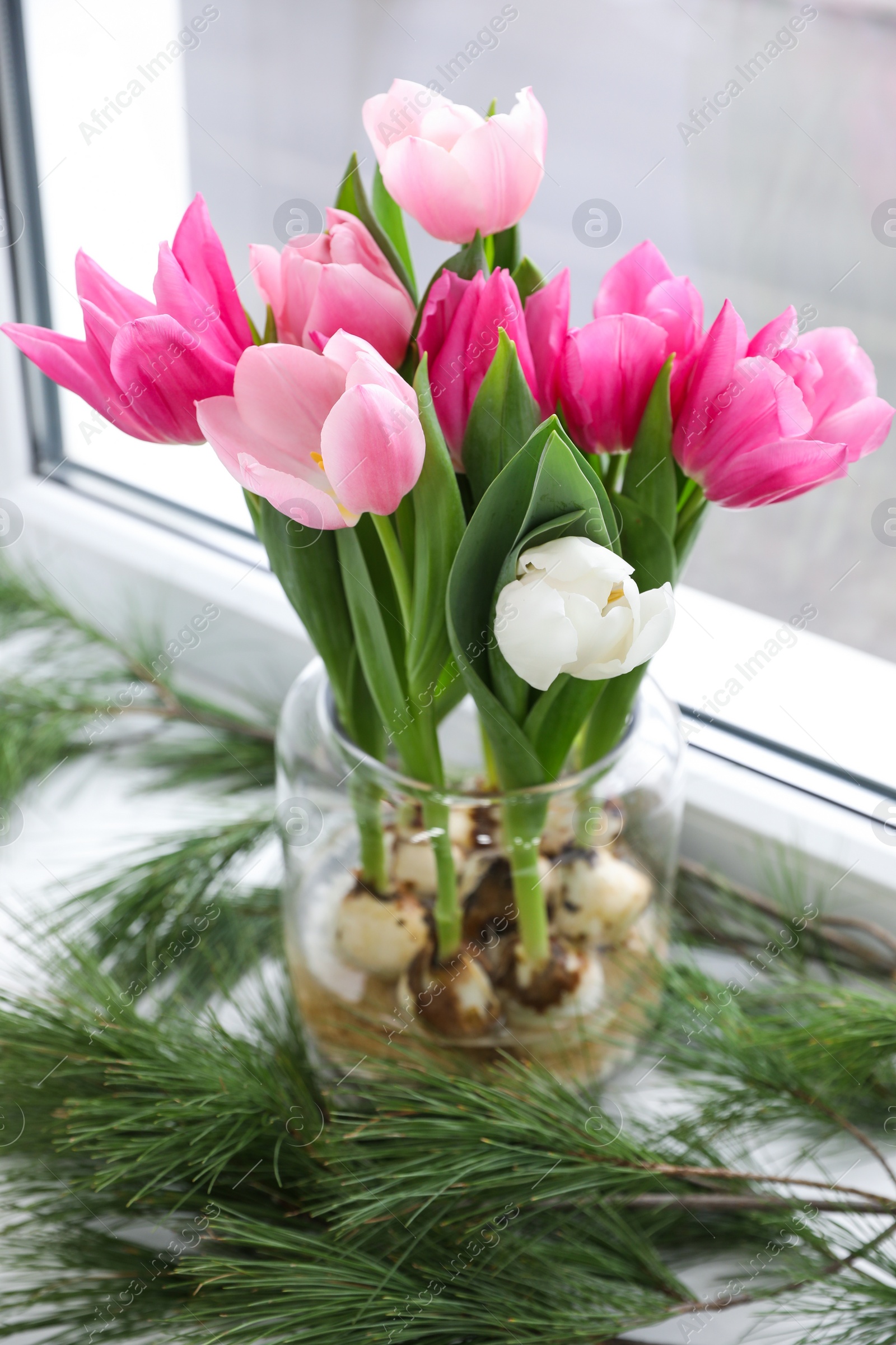 Photo of Beautiful tulips with bulbs and pine branches on window sill indoors