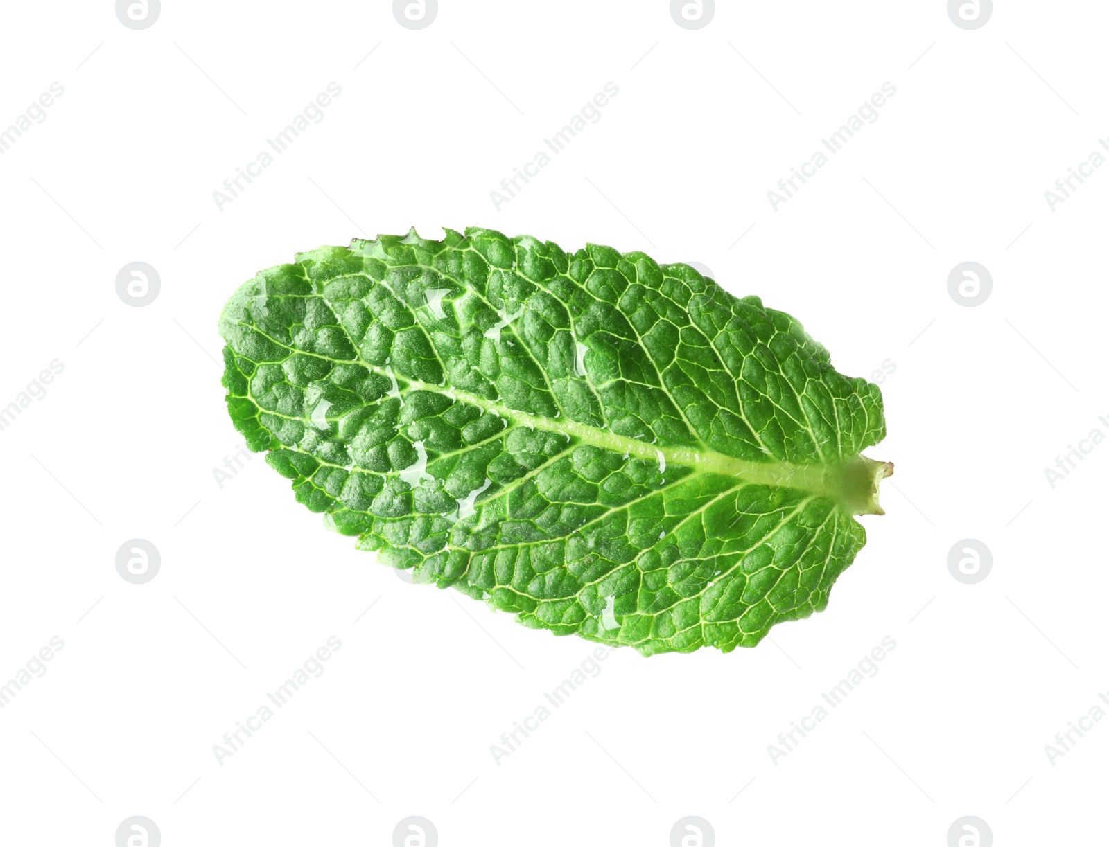 Photo of Green wet leaf of fresh mint isolated on white