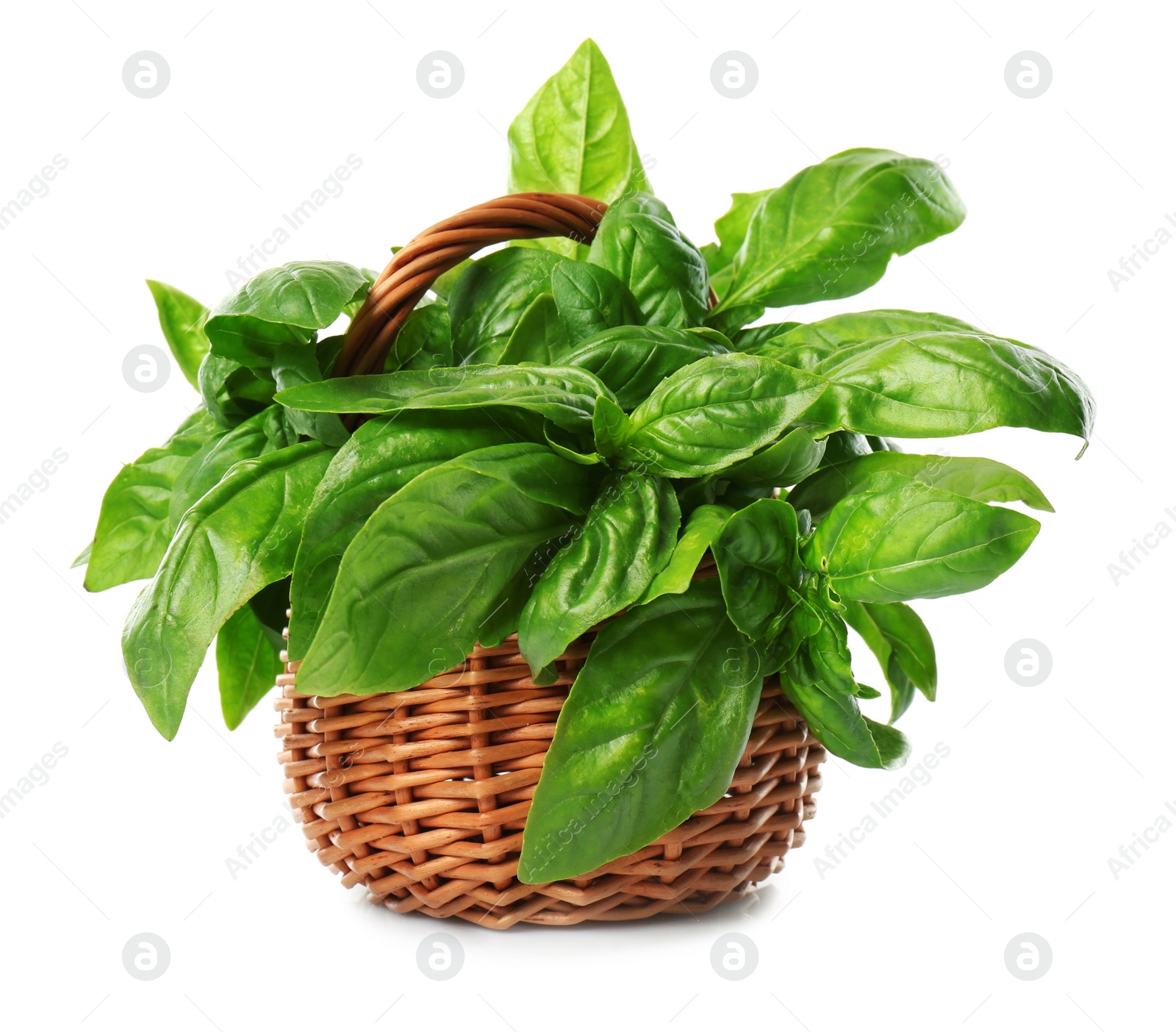 Photo of Lush green basil in wicker basket isolated on white