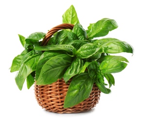 Lush green basil in wicker basket isolated on white
