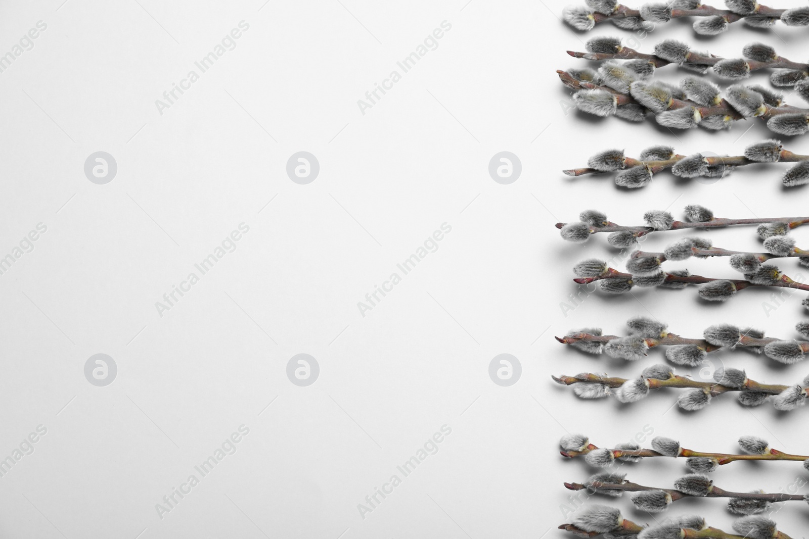 Photo of Beautiful blooming pussy willow branches on white background, top view