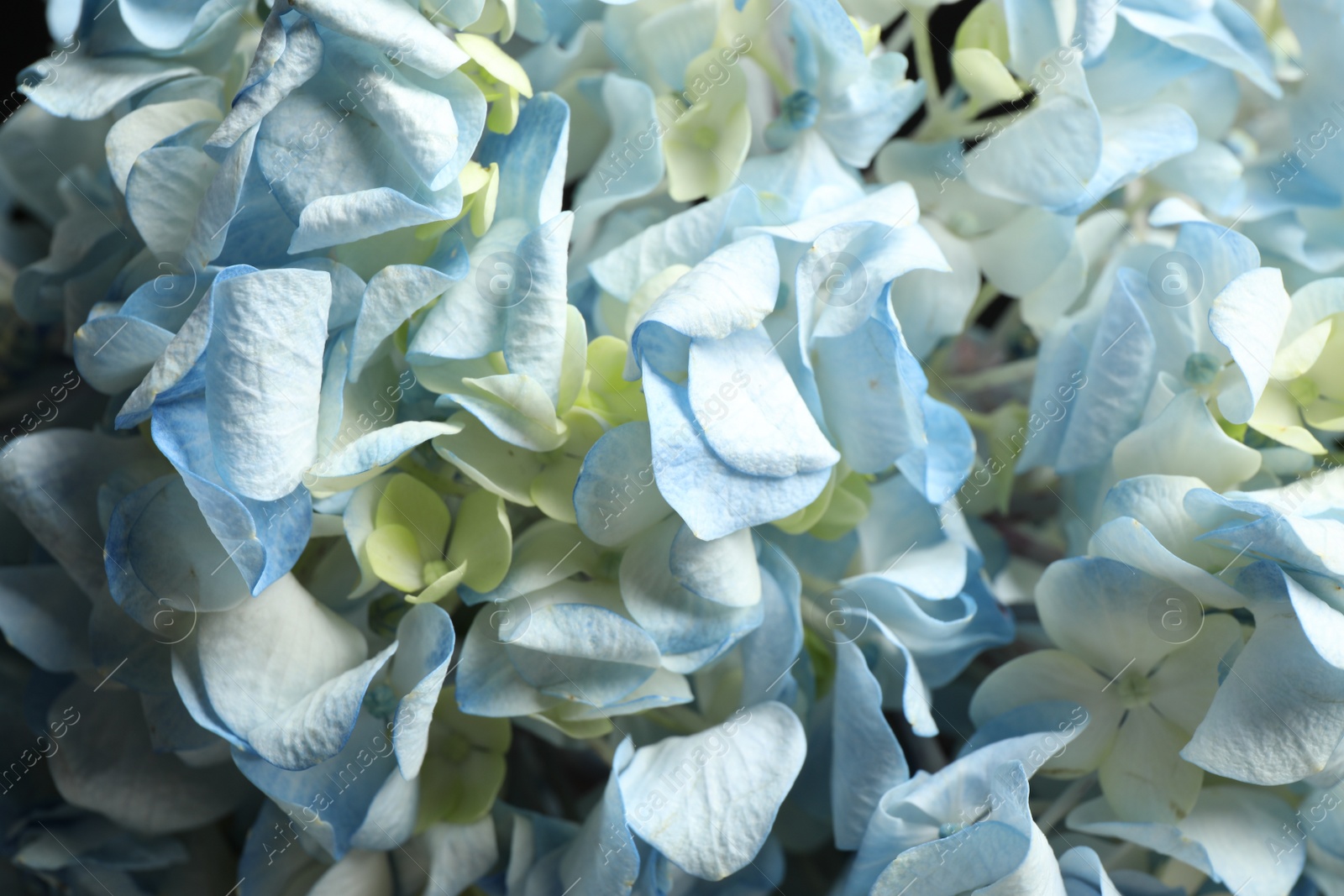 Photo of Beautiful fresh hydrangea flowers as background, closeup