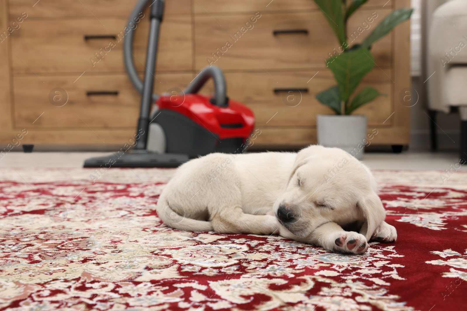 Photo of Cute little puppy sleeping on carpet at home