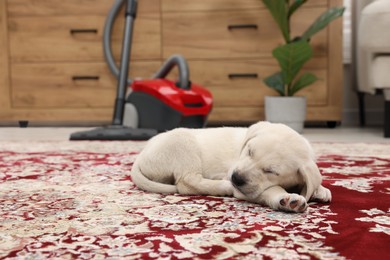 Cute little puppy sleeping on carpet at home