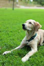 Cute Labrador Retriever puppy lying on green grass in park, space for text