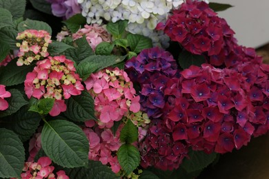 Photo of Beautiful hydrangea with colorful flowers and green leaves, closeup view