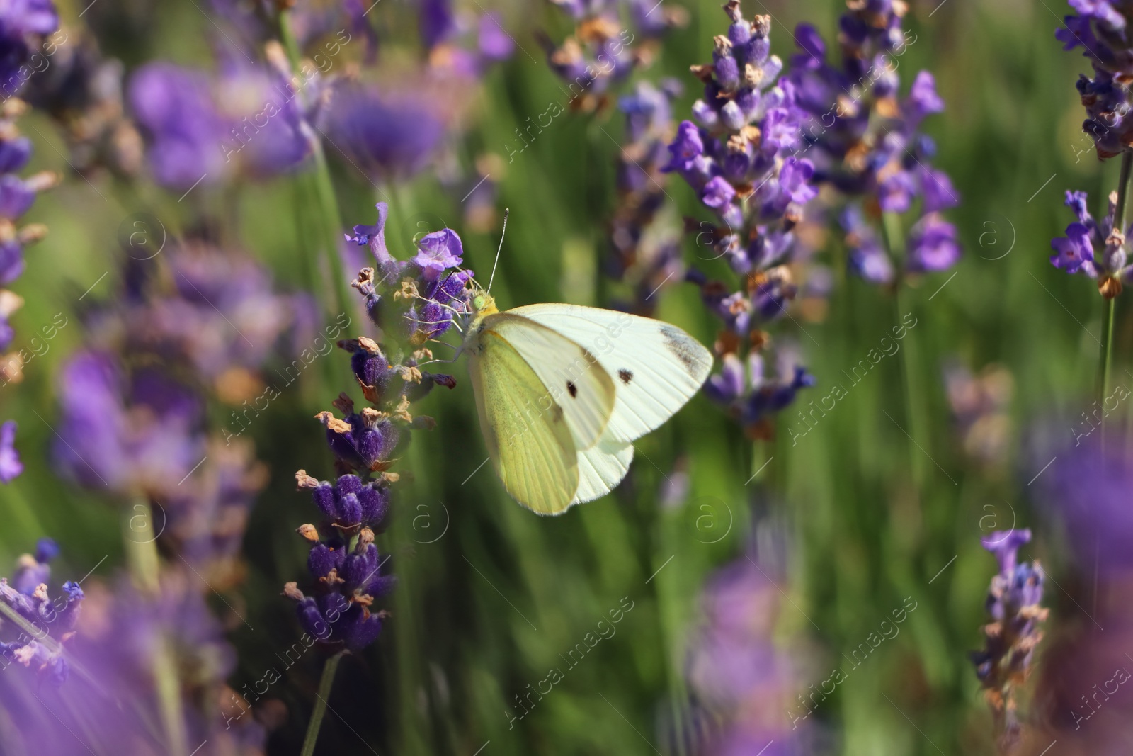 Photo of Beautiful butterfly in lavender field on summer day, closeup