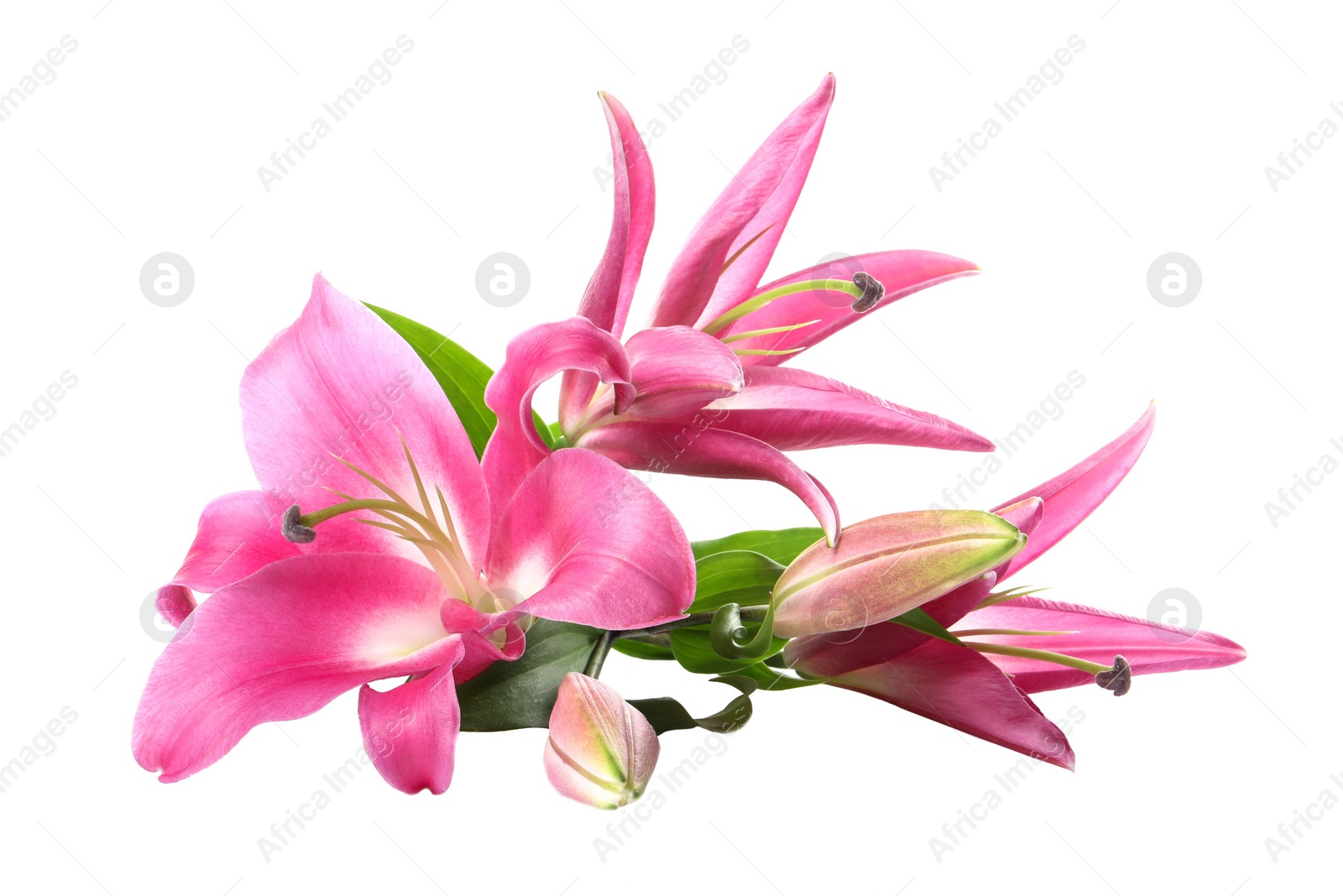 Photo of Beautiful pink lily flowers isolated on white