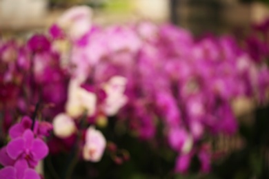 Blurred view of blooming orchid flowers. Tropical plant