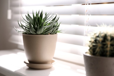 Beautiful different cacti in pots on windowsill indoors