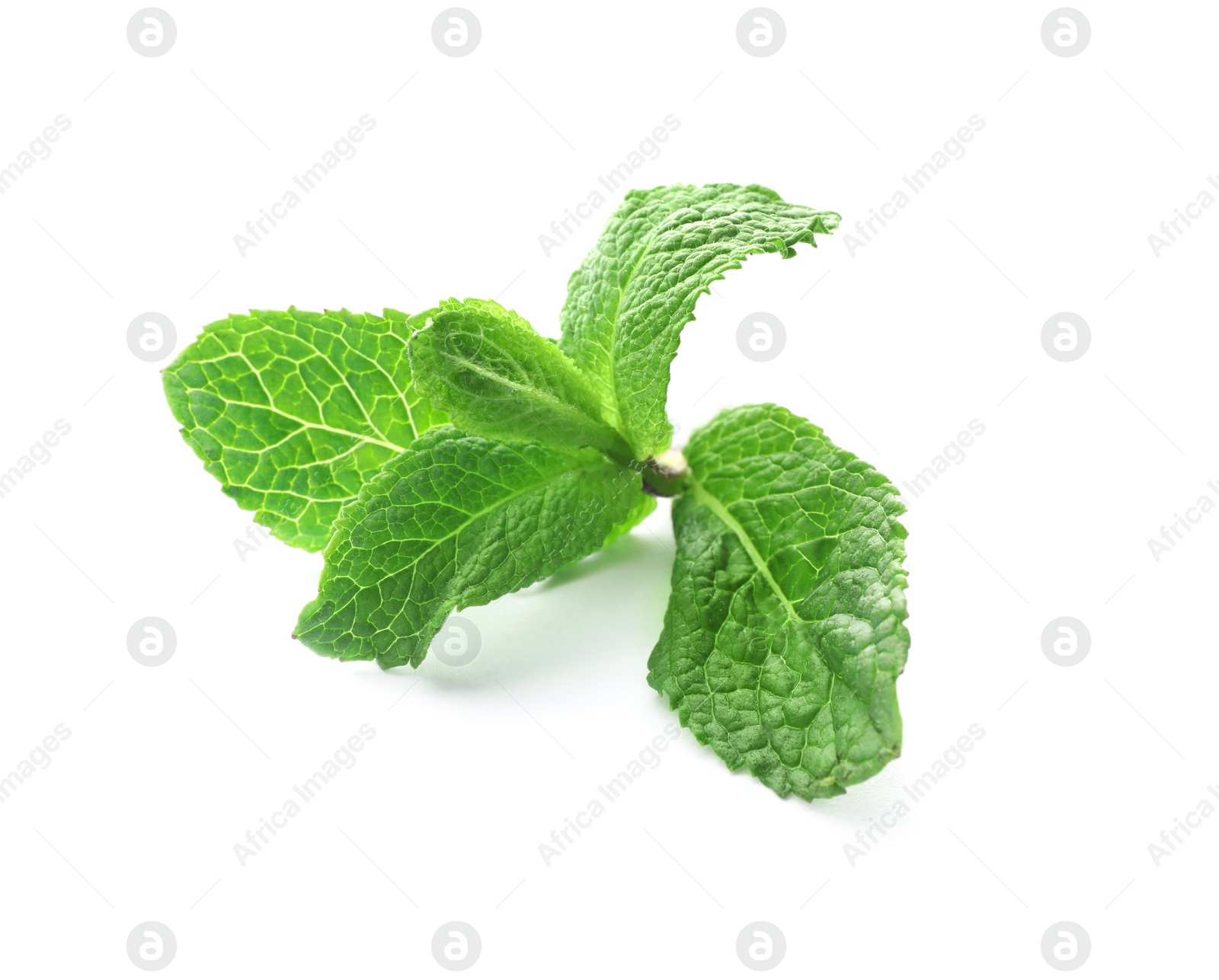 Photo of Branch of fresh mint isolated on white