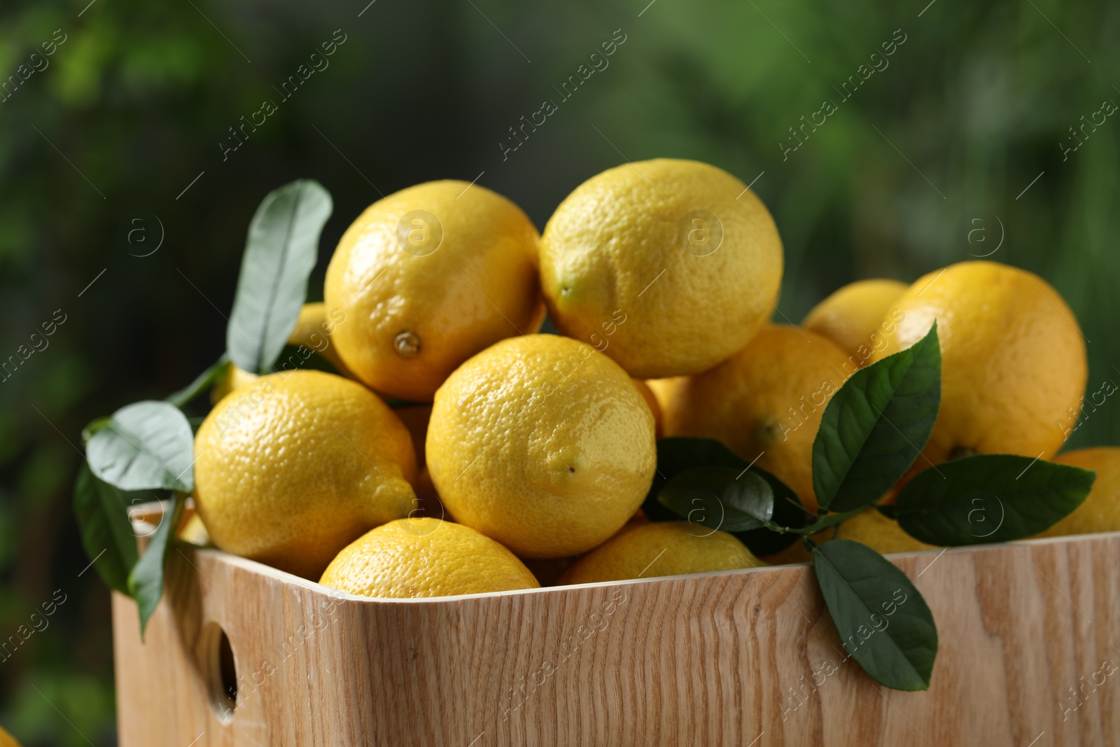 Photo of Fresh lemons and green leaves in crate against blurred background, closeup