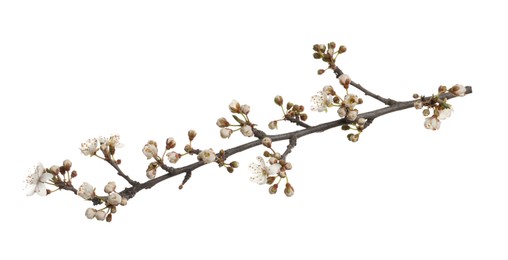 Photo of Cherry tree branch with beautiful blossoms isolated on white