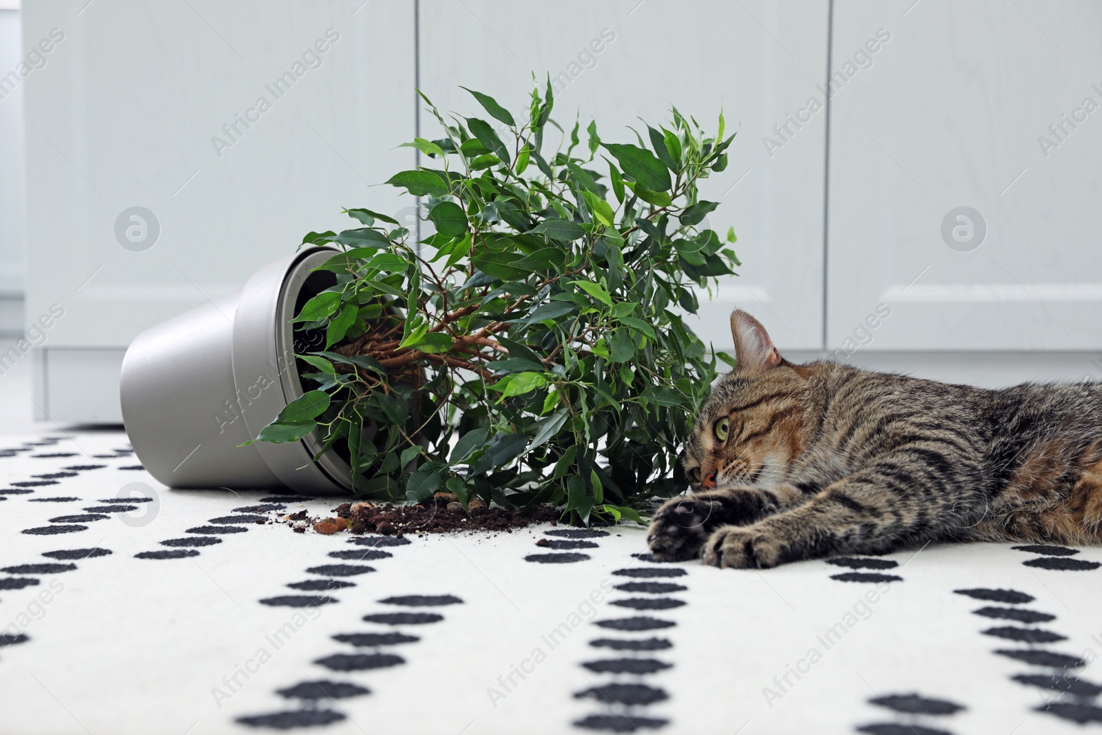 Photo of Mischievous cat near overturned houseplant on carpet indoors