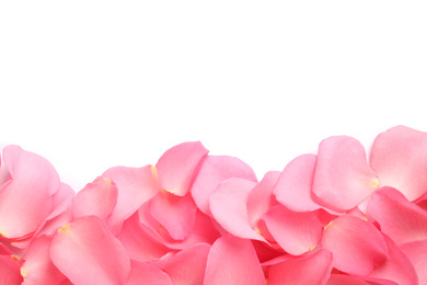 Fresh pink rose petals on white background, top view