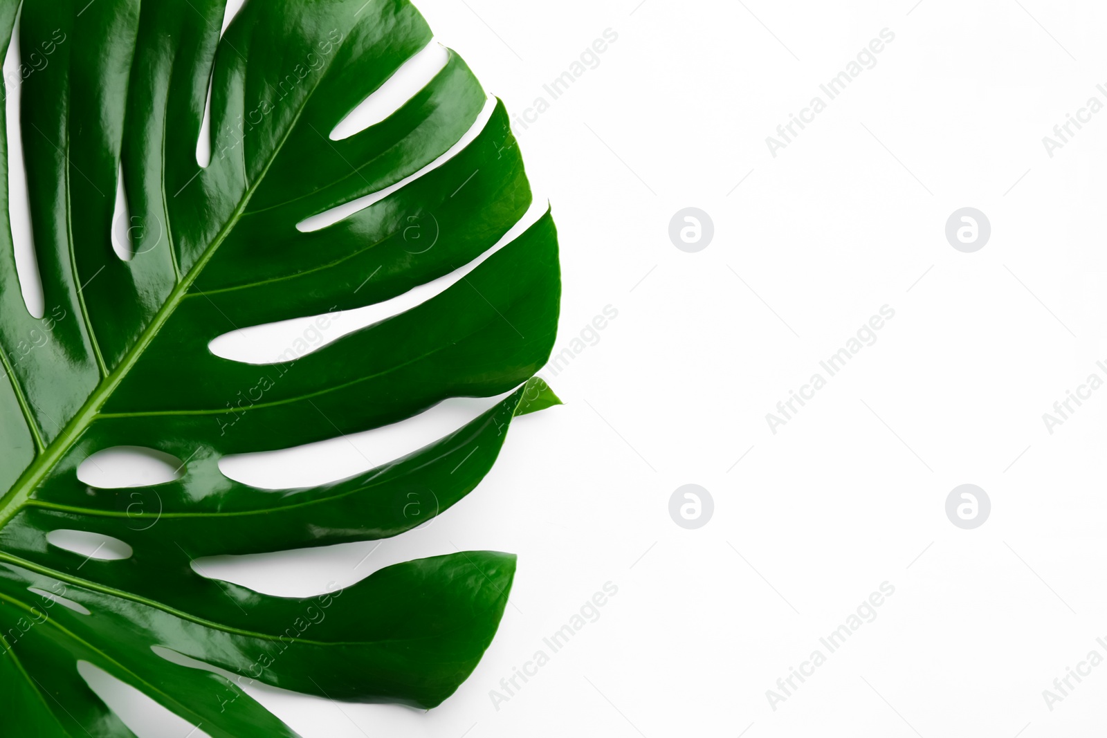 Photo of Beautiful monstera leaf on white background, top view. Tropical plant