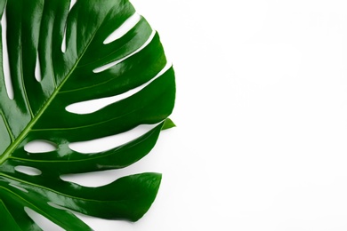 Beautiful monstera leaf on white background, top view. Tropical plant