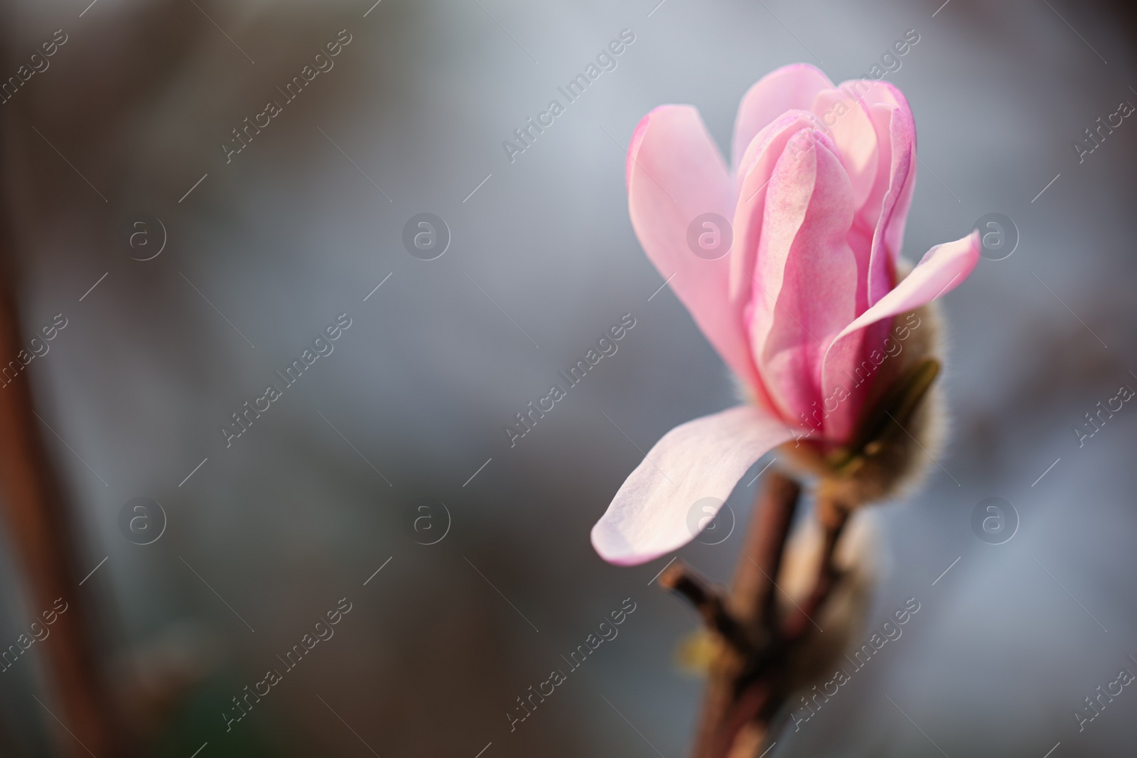 Photo of Beautiful bud of magnolia tree on blurred background, closeup. Space for text