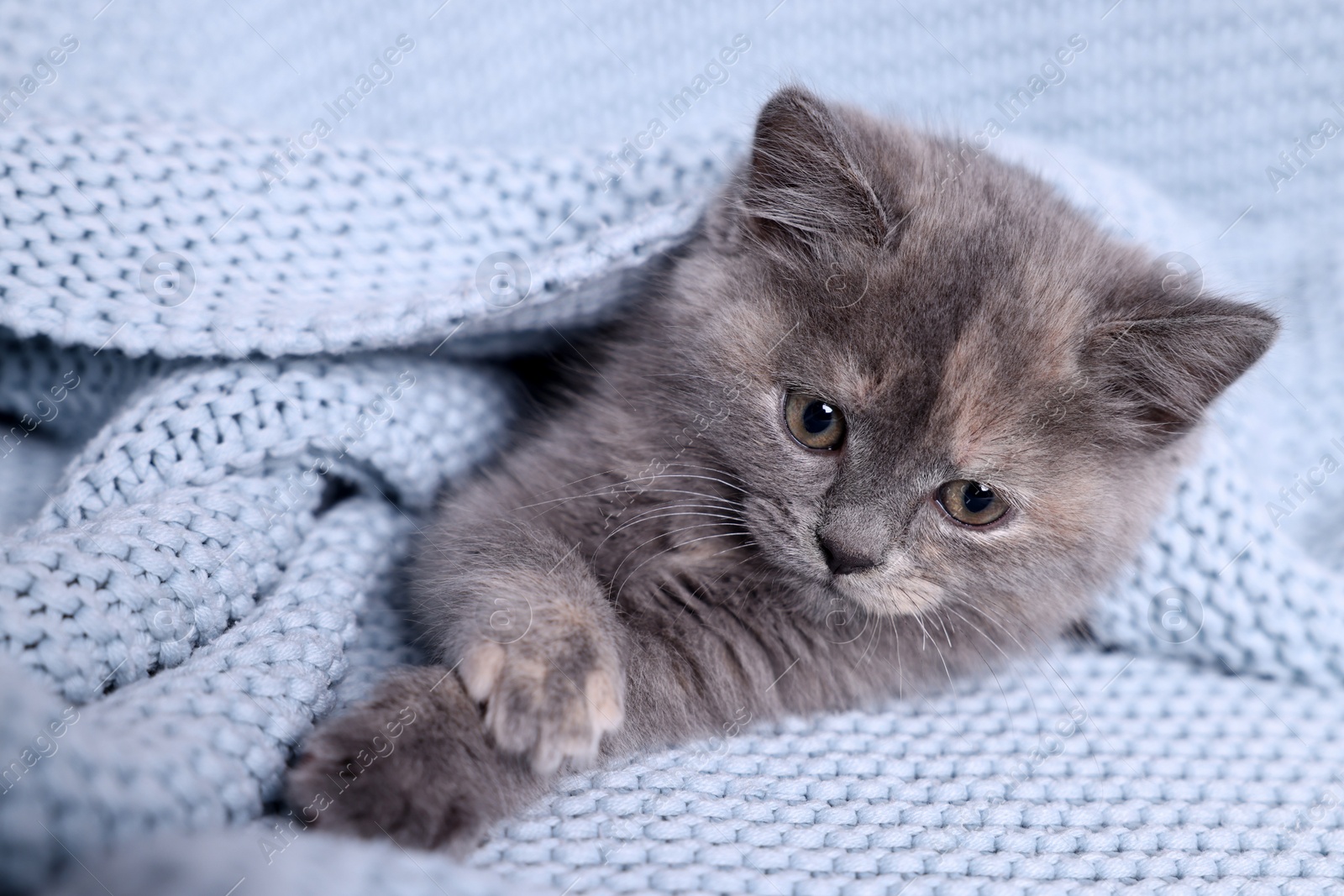 Photo of Cute fluffy kitten in light blue knitted blanket